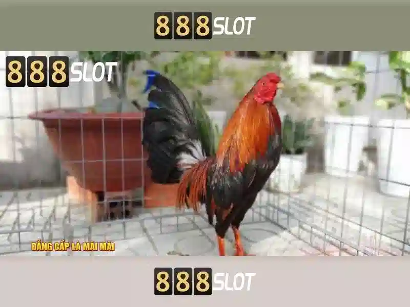 Trải nghiệm người dùng và tiện ích